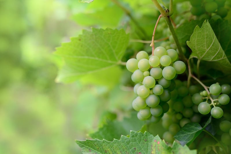 Fruitful vines