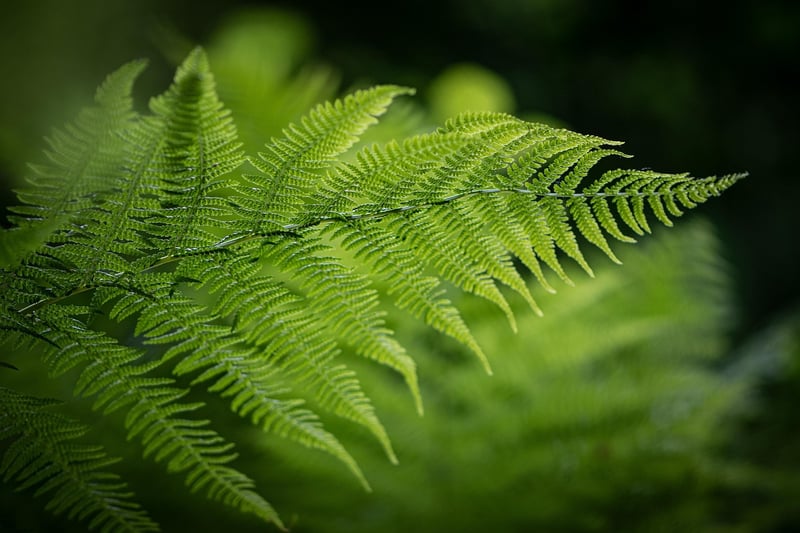 Fern hanging plant