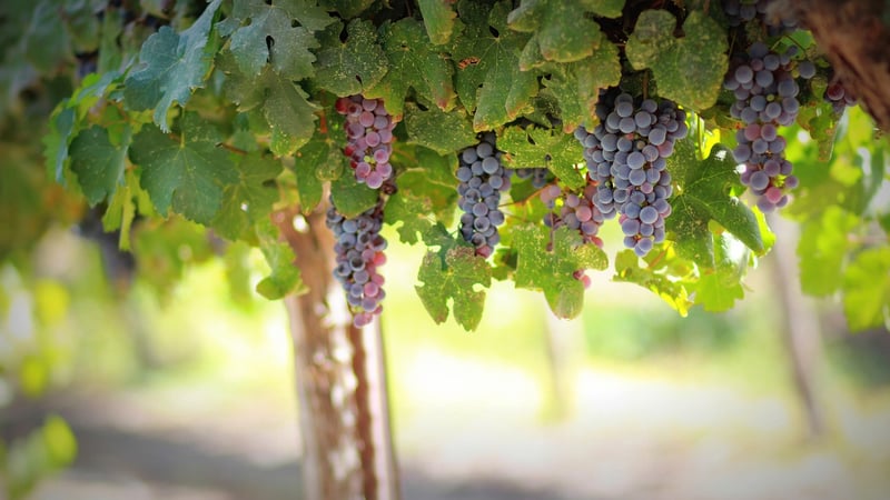 Fruitful Vines